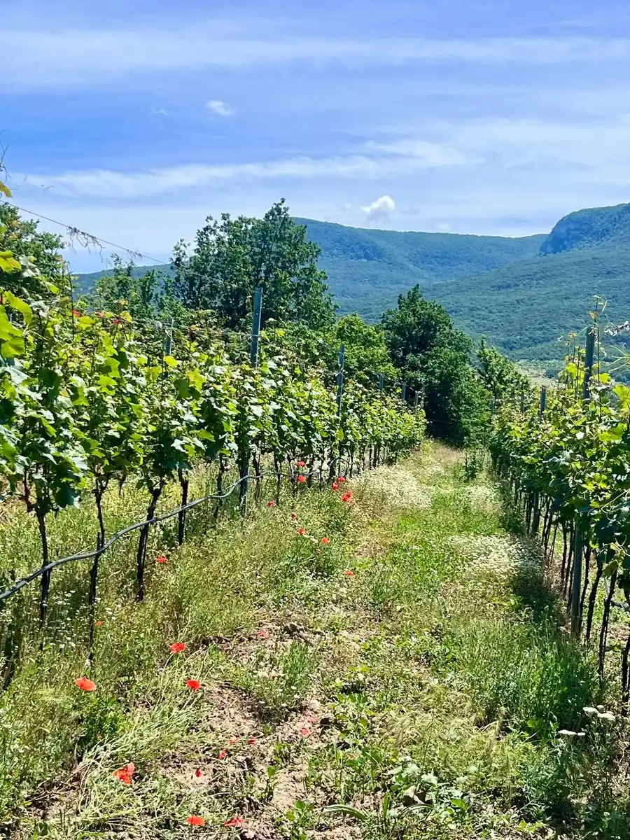 Виноградник среди крымского ландшафта