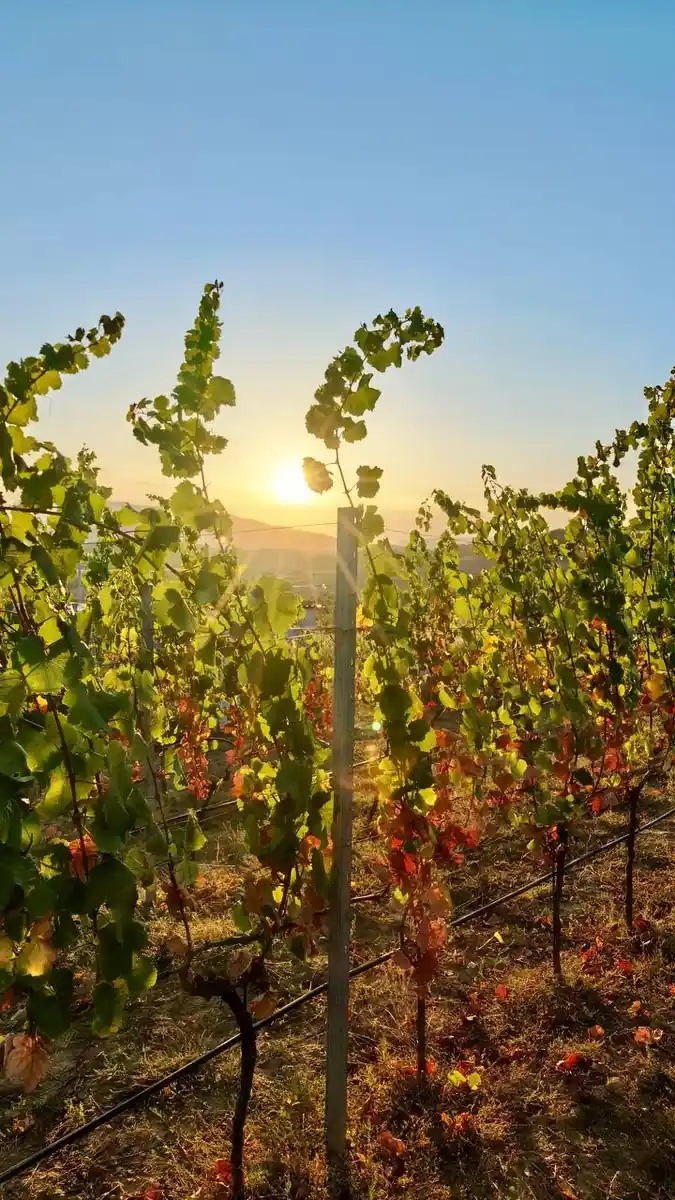 Виноградник в вечернем свете